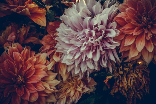 Guide d'achat : gramophones anciens authentiques à découvrir